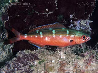 双带梅鲷 Pterocaesio digramma 双带鳞鳍梅鲷  夜间应激体色