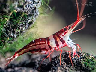 可乐虾 Caridina woltereckae 沃特芮珂氏米虾[暂] 雌虾 