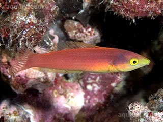 华丽似虹锦鱼
粉铅笔龙(雌) Pseudojuloides splendens(F)