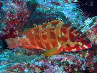 玫瑰斑 Epinephelus fasciatus 横条石斑鱼  夜间体色