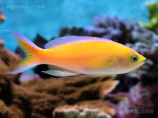 日落宝石 Pseudanthias parvirostris 小吻拟花鮨  雌雄过渡期，兼具雌雄色彩