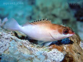 玫瑰斑 Epinephelus fasciatus 横条石斑鱼 亚成 