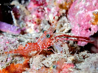 红斑机械虾 Cinetorhynchus reticulatus 网纹亚活额虾[暂] 雄虾 雄性第一对足较大