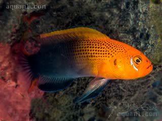 史娣妮草莓 Pseudochromis steenei 史氏拟雀鲷 雄鱼 眼后有一条白纹