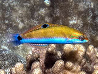 青衣锦龙 Thalassoma lunare 新月锦鱼 幼鱼 背鳍中部有一个黑斑，尾柄处有一个大的黑斑