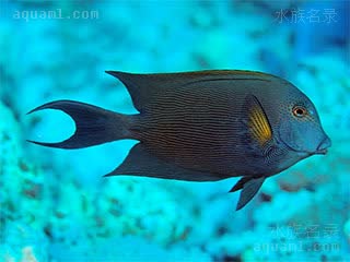 紫纹吊 Ctenochaetus striatus 栉齿刺尾鱼 成鱼 体色变暗，带橙色线条，脸部带有橙色斑点