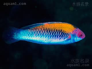 紫头橙背雀 Cirrhilabrus aurantidorsalis 橘背丝隆头鱼  雄鱼繁殖期体色