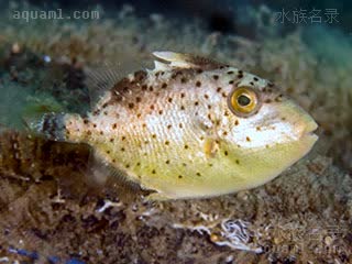 菠萝炮弹 Pseudobalistes flavimarginatus 黄缘副鳞鲀 幼鱼 