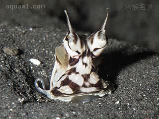 拟态章鱼 Thaumoctopus mimicus 魔术蛸[暂]  拟态鳚类或海蛞蝓