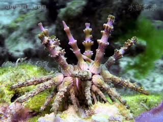  Prionocidaris verticillata 轮刺锯头帕[暂]  海藻区个体