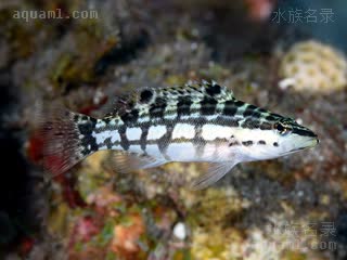 加州鳄 Serranus tigrinus 虎纹鮨 亚成 斑纹变黑，尾鳍上斑点较少