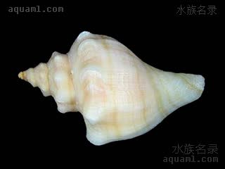 风车螺 Neptunea cumingii 香螺[暂]  颜色深浅不一