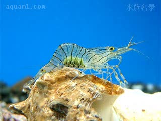 黄点玻璃虾 Palaemon pacificus 太平长臂虾 雌虾 抱卵状态