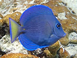 紫蓝吊 Acanthurus coeruleus 蓝刺尾鱼 亚成(1) 鱼身体开始变蓝，并长出条纹。