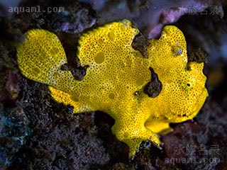 Antennarius pictus Antennarius pictus var.yellow  (黄彩画五脚虎)