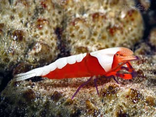 帝王虾 Zenopontonia rex 帝王海星岩虾[暂]  侧视图-白色额剑个体