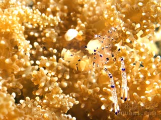 霍氏仙女虾 Ancylomenes holthuisi 霍氏曲腰虾[暂]  保护色