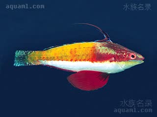 红腹丝隆头鱼 - 红海长翅雀 Cirrhilabrus rubriventralis