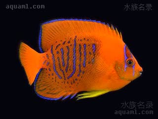 橙仙 Holacanthus clarionensis 塞拉利昂刺蝶鱼 幼鱼(2) 