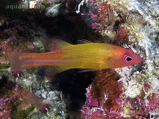  Liopropoma multilineatum 多线长鲈 幼鱼 