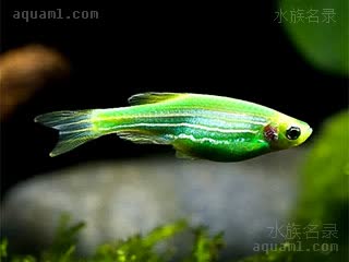 Danio rerio Danio rerio cv.'green'  (翡翠斑马)