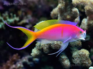 夏威夷宝石 Pseudanthias bartlettorum 香拟花鮨  其下颌可非常夸张地张大