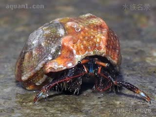 Clibanarius englaucus 蓝指细螯寄居蟹