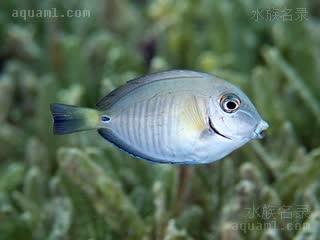 医生吊 Acanthurus chirurgus 小带刺尾鱼 幼鱼 