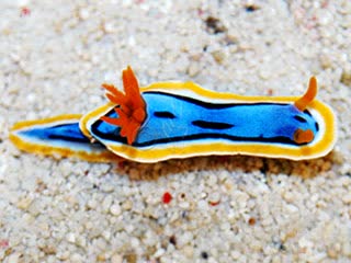 蓝丝海牛 Chromodoris annae 安娜多彩海牛[暂]  背面 - 舒展状