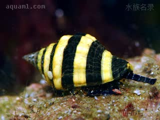 Pisaniidae Engina mendicaria