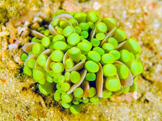 Euphyllia Euphyllia cristata