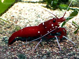 华丽鞭腕虾 - 太平洋火焰虾 Lysmata splendida