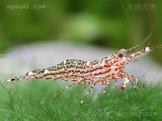 苏拉威西星空虾 Caridina poso 波索米虾  偏红棕个体