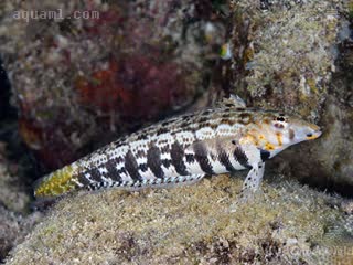 Uranoscopiformes Parapercis cylindrica