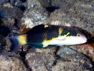 鞍背龙 Thalassoma jansenii 詹氏锦鱼 雌鱼 