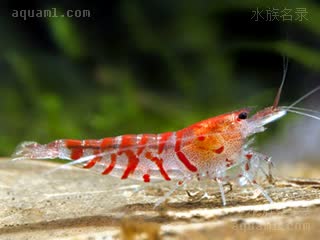 Caridina mariae Caridina mariae f.red  (红虎纹虾)