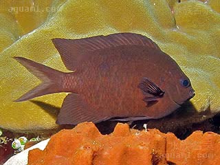 黄线青魔 Acanthochromis polyacanthus 多刺棘光鳃鲷 成鱼(2) 国内售卖的基本来自印尼线，成鱼基本会变成黑色与褐色