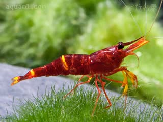 Caridina spinata Caridina spinata var.yellowstripe  (苏拉威西黄斑虾)