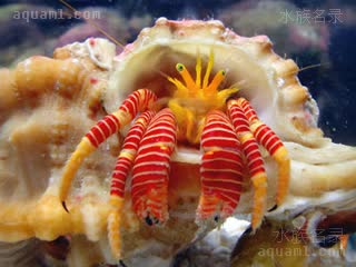 Ciliopagurus Ciliopagurus krempfi