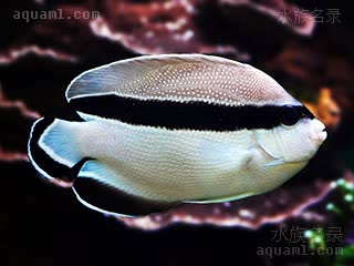 Apolemichthys arcuatus 弓形阿波鱼
