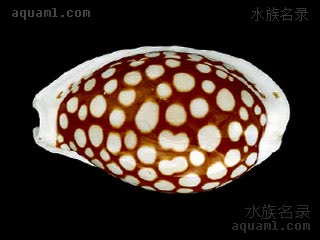 Cribrarula cribraria Cypraea cribraria setepausensis  (黑花鹿宝螺)