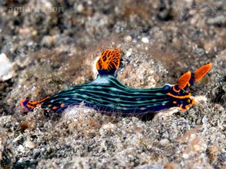 变色霓虹海牛 Nembrotha kubaryana 条凸食鞘海牛[暂]  线状斑纹