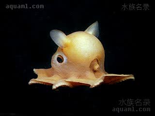 小飞象章鱼 Grimpoteuthis bathynectes 半深海烟灰蛸 幼体 