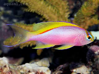 彩虹仙子 Pseudanthias ventralis 大腹拟花鮨 雌鱼 体呈金属紫色没有斑纹，后部背鳍得基部有一红色条纹