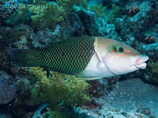 熊猫龙 Hemigymnus melapterus 黑鳍厚唇鱼 雌鱼 鼻部和眼睛上方有不规则的条纹，眼后有一个大型复杂标记