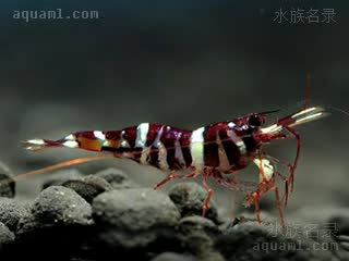 蒂格里虎斑虾 Caridina spongicola 海绵米虾[暂]  偏暗红个体