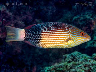 黑斑狐 Bodianus macrourus 黑带普提鱼 成鱼 