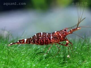 红兰花虾 Caridina glaubrechti 葛劳布雷奇氏米虾[暂]  偏暗红个体