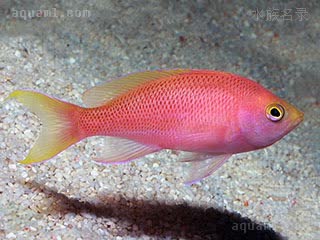 紫红宝石 Pseudanthias pulcherrimus 秀丽拟花鮨 雌鱼 吻部和上背部呈黄色，鳞上有暗色斑点，尾鳍后部呈黄色