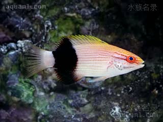 Bodianus bilunulatus 双带普提鱼